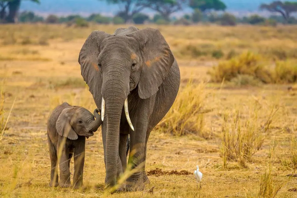 Tanzania travel image