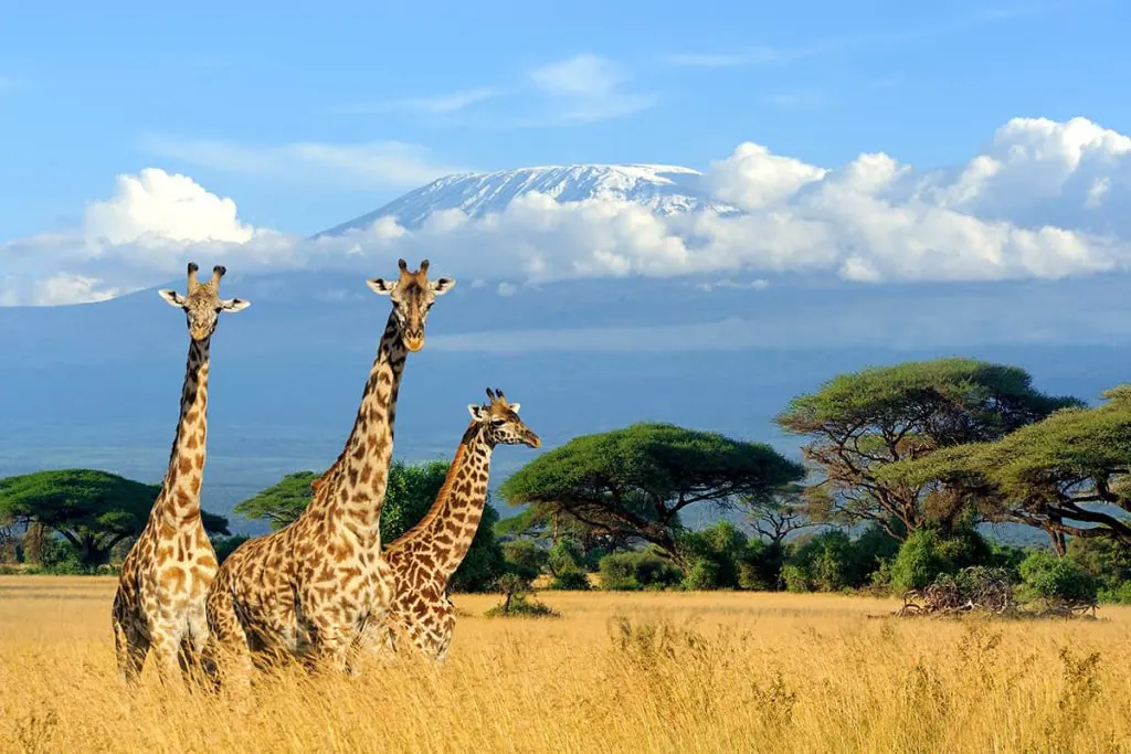 Tanzania travel image