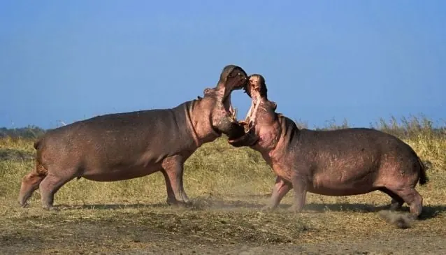 Katavi National Park