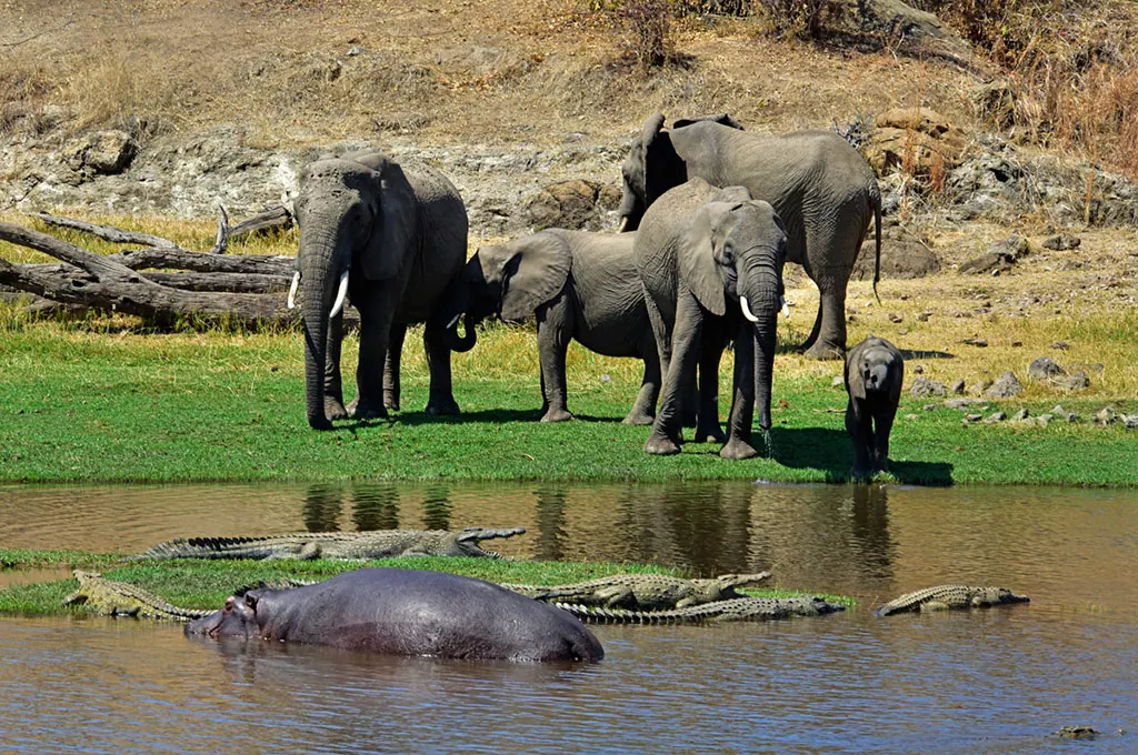 Northern vs Southern Tanzania Safari