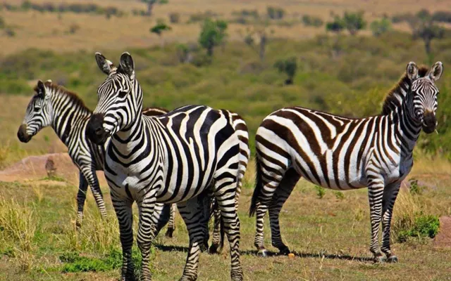 Tanzania travel image