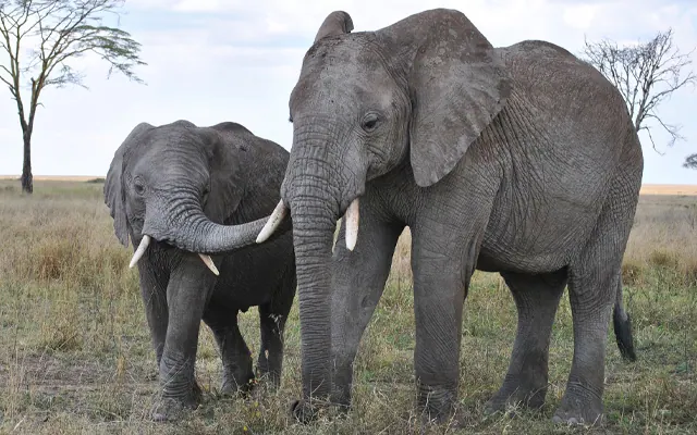 Tanzania travel image