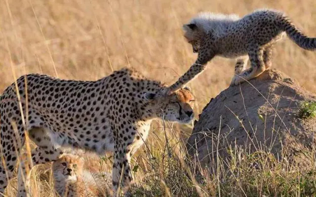 Tanzania travel image