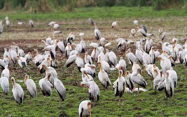 Tanzania travel image