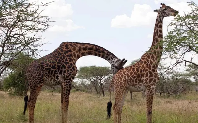 Tanzania travel image