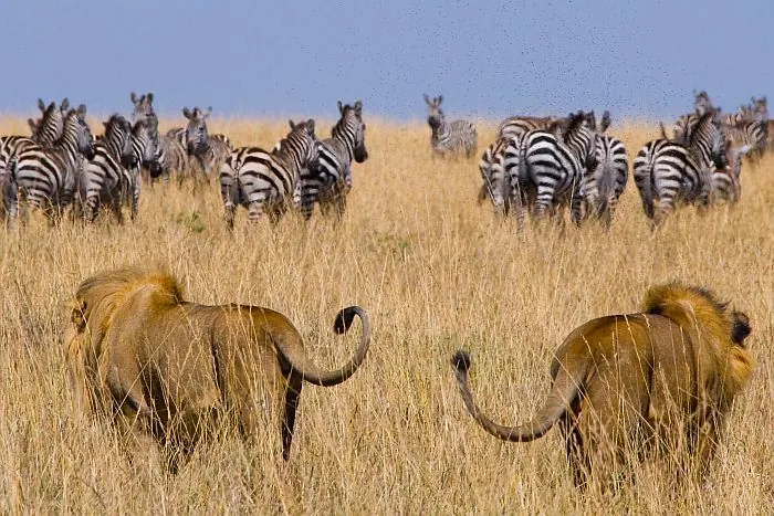 Tanzania travel image