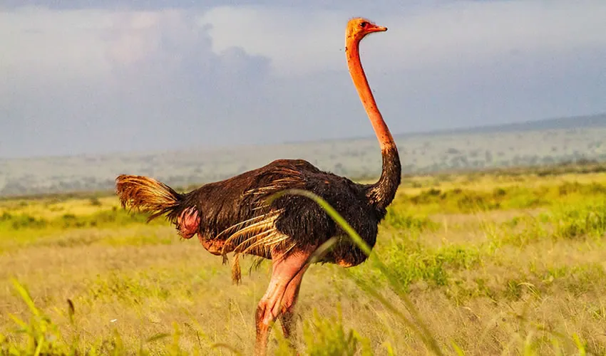 Tanzania travel image