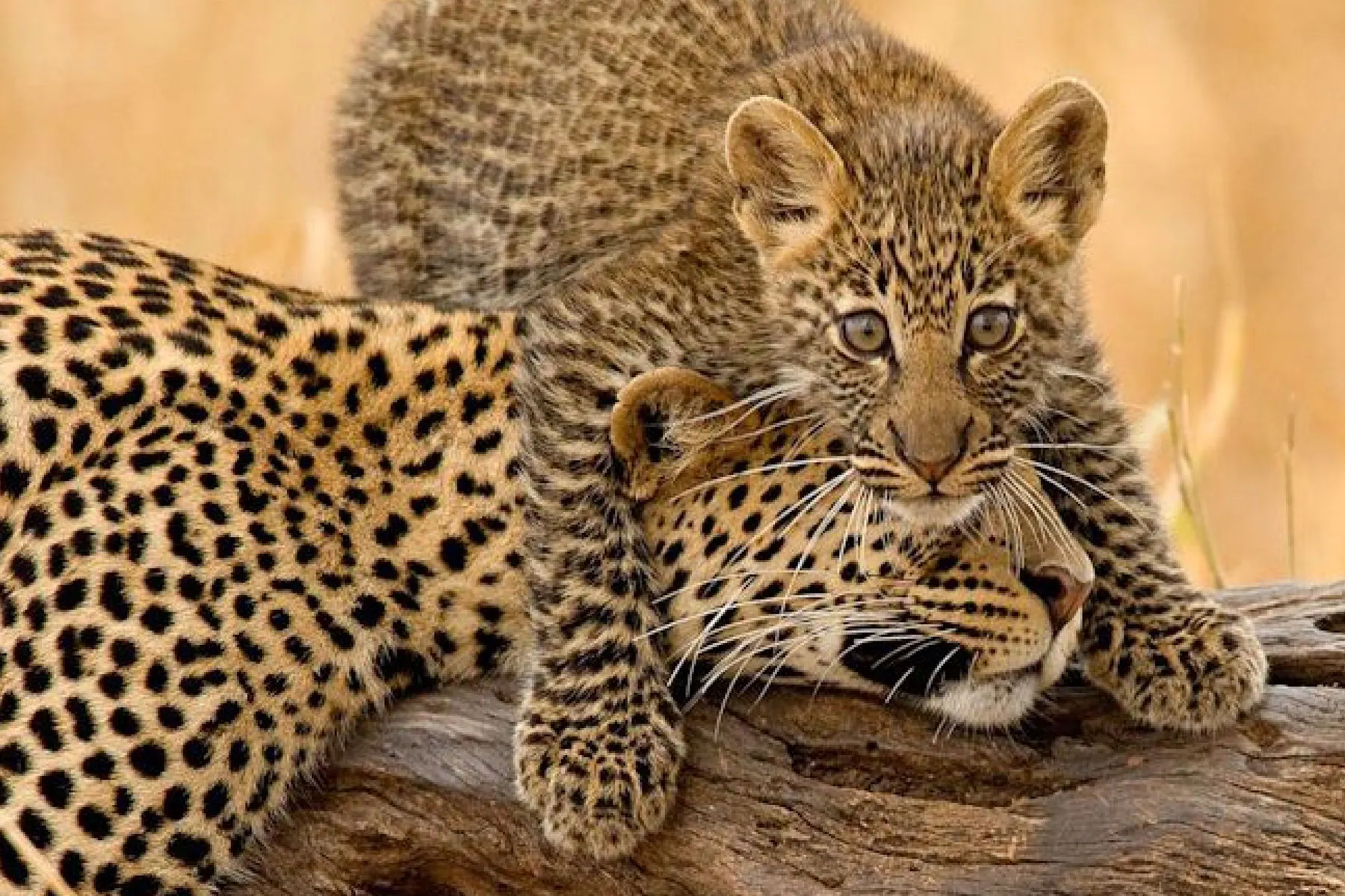 Tanzania travel image