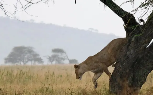 Tanzania travel image