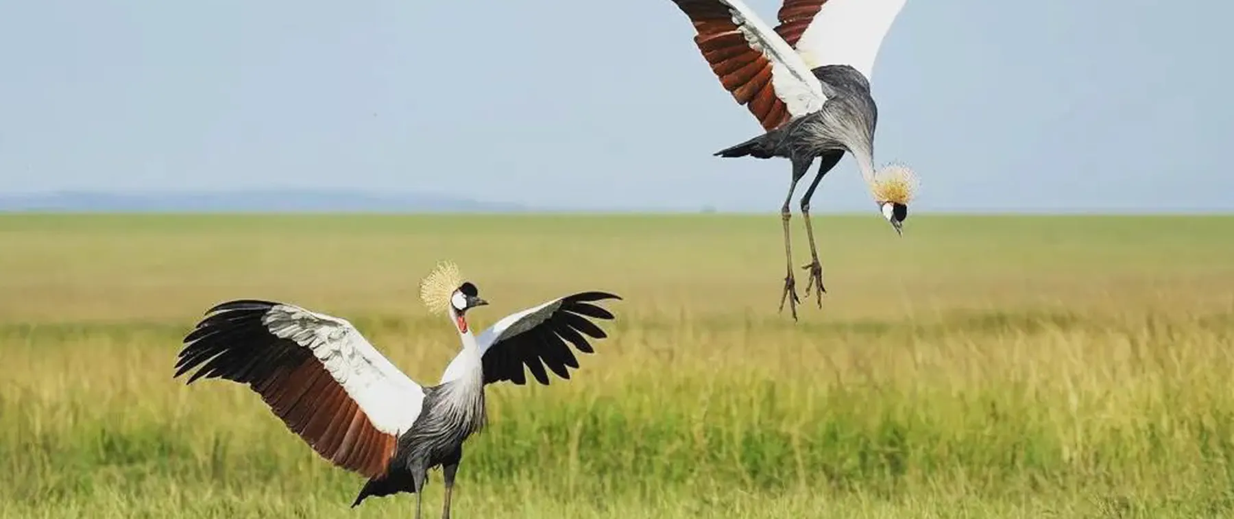 5 Days Northern Tanzania Safari