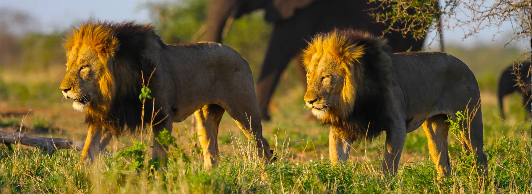 Tanzania travel image