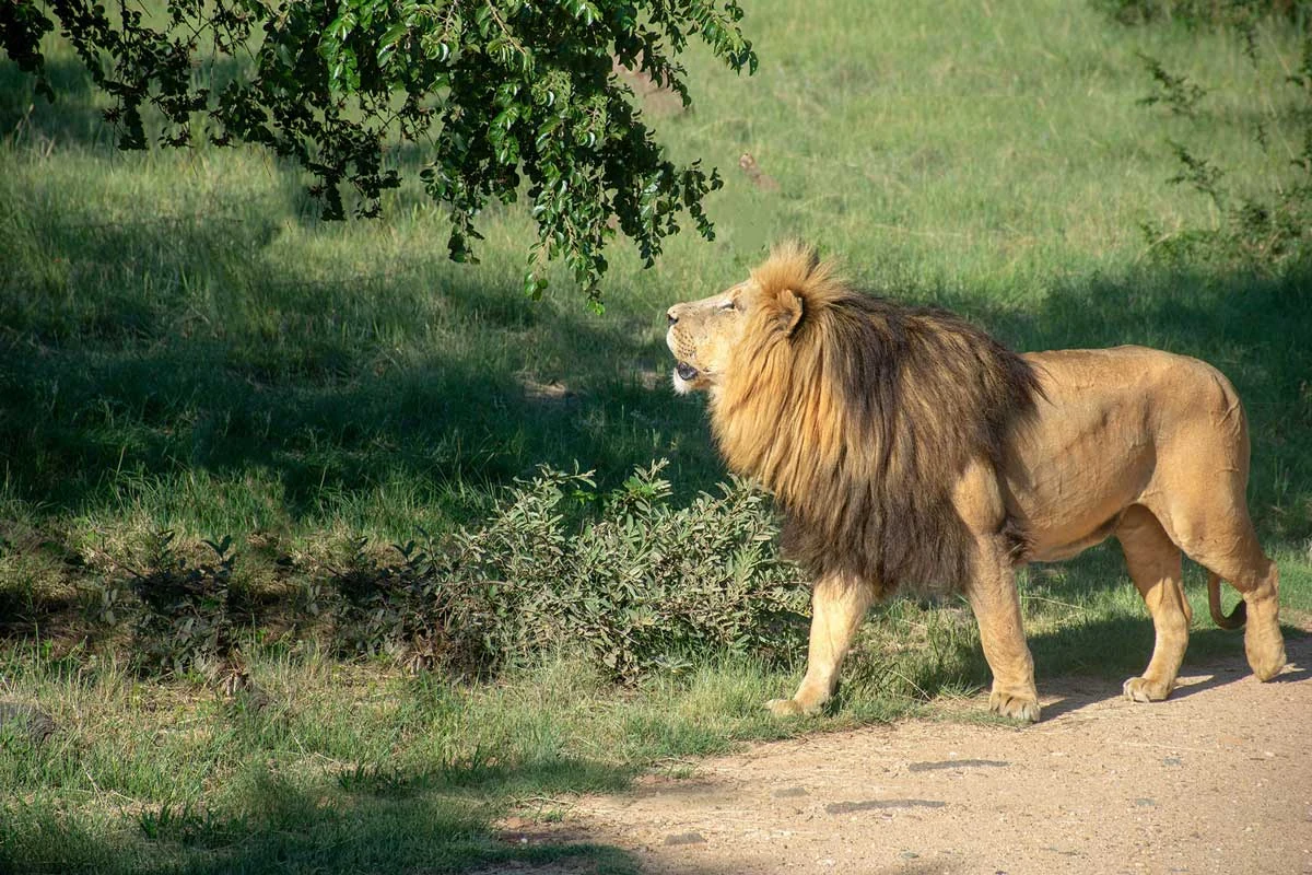 Tanzania travel image