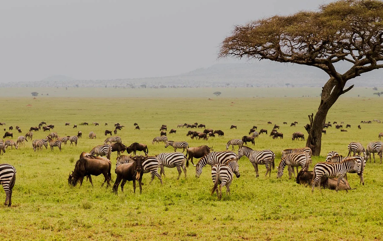 Tanzania travel image