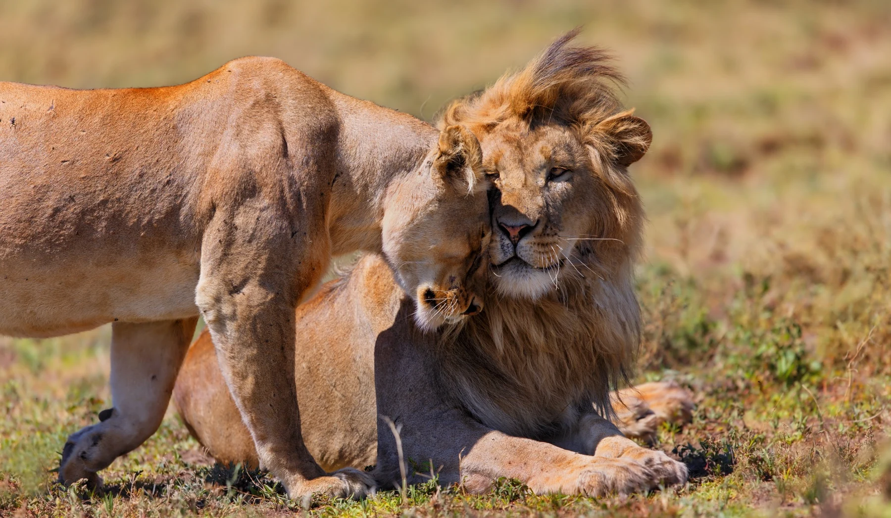 Tanzania travel image