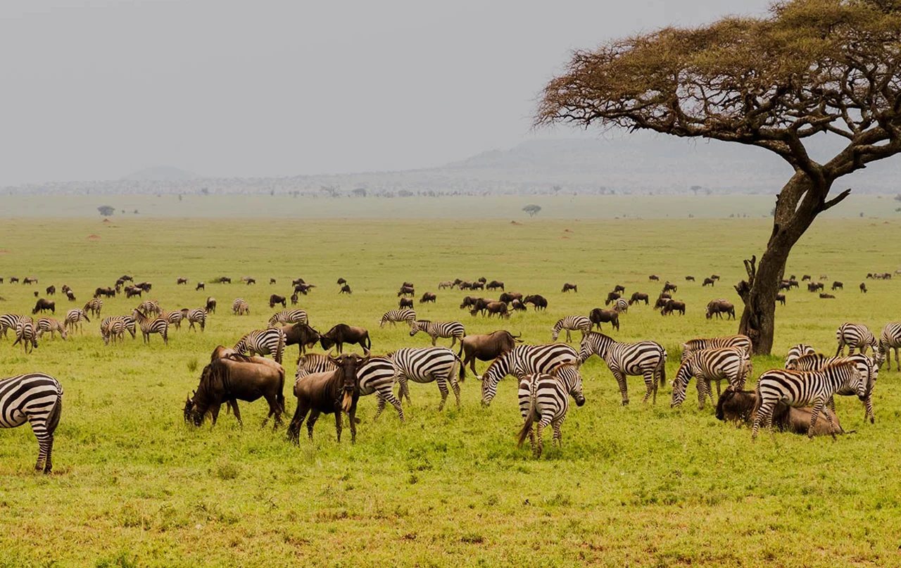 Tanzania travel image