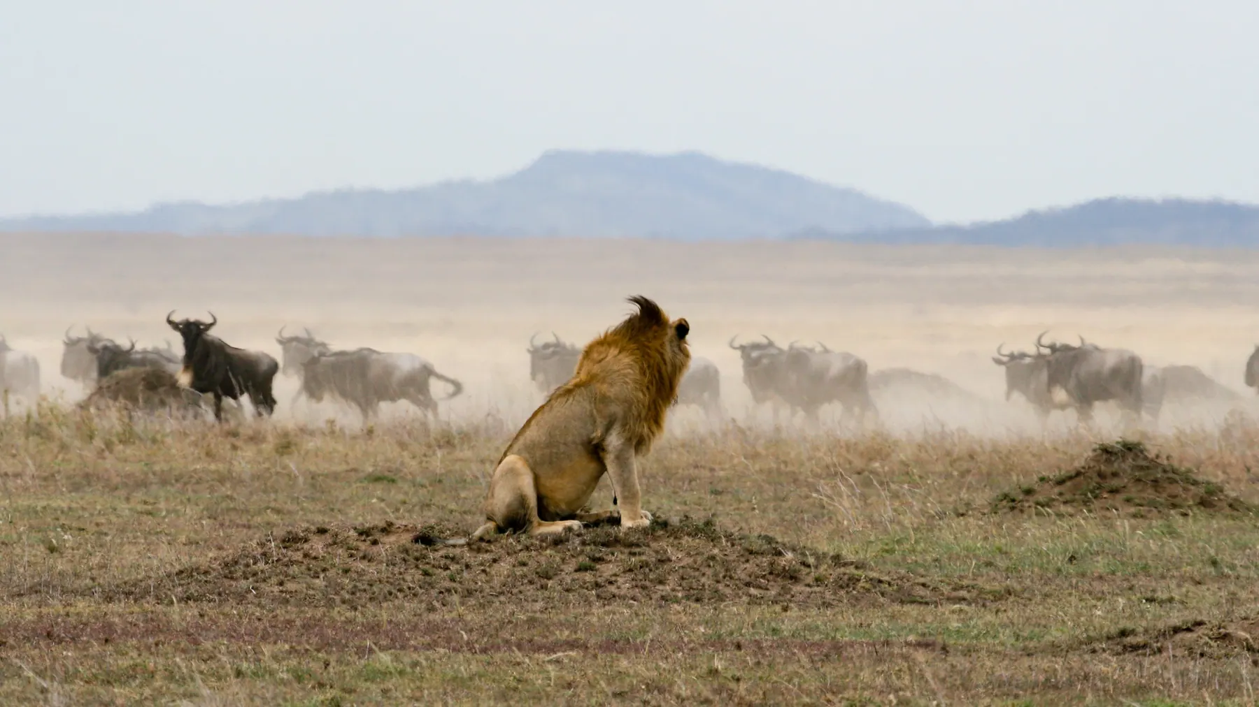 Tanzania travel image