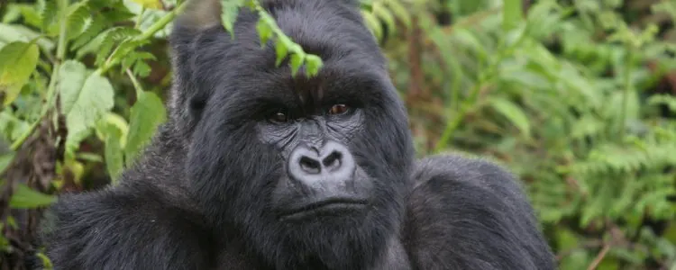 Tanzania travel image