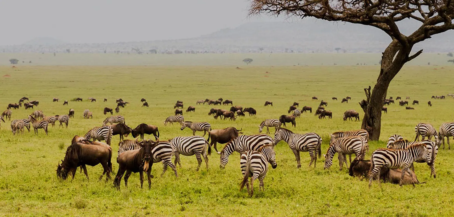 Tanzania travel image