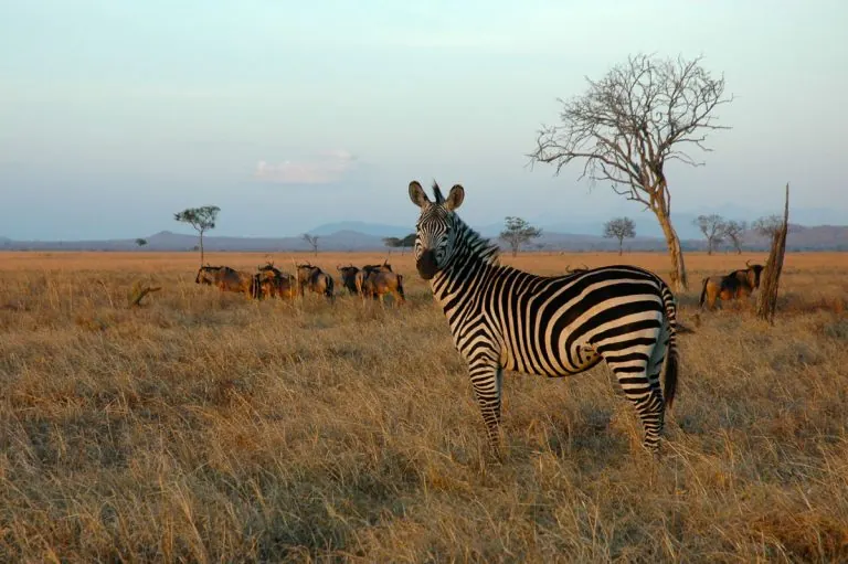 Tanzania travel image