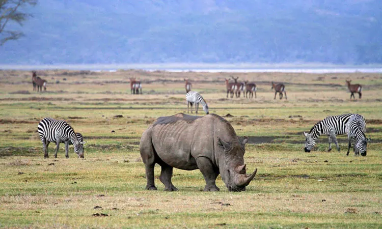 Tanzania travel image