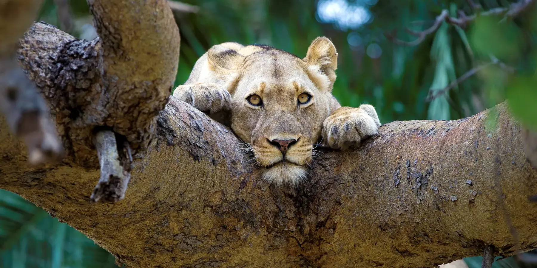 Tanzania travel image