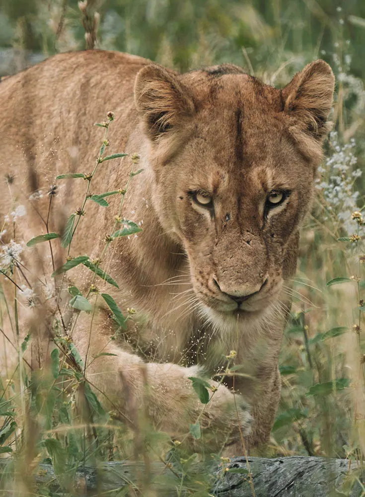 Tanzania travel image