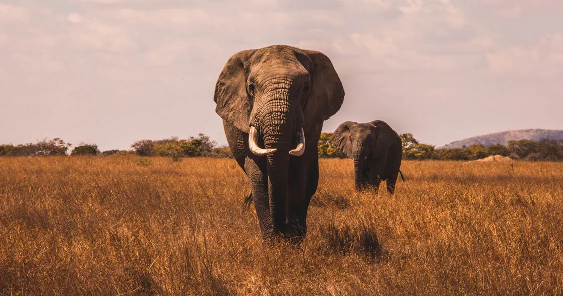 Tanzania travel image