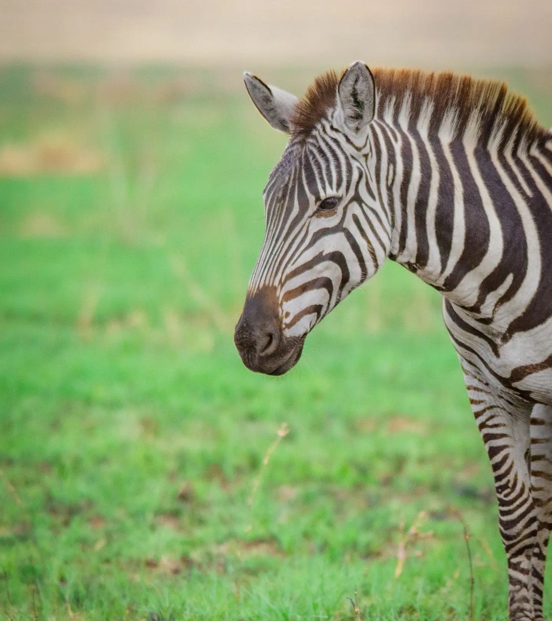 3 Days Budget Camping Northern Tanzania Circuit Small Group Tour + Zanzibar