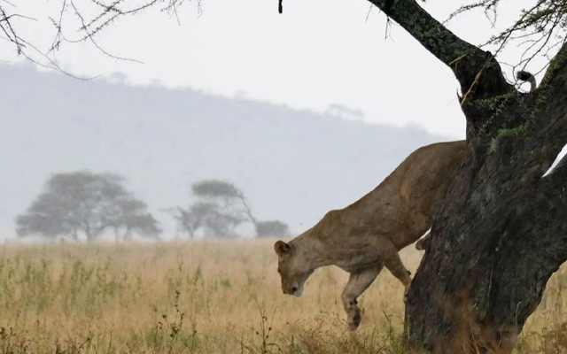 5 Days Luxury Tanzania Safari