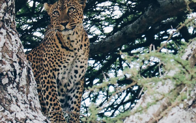 10 Days Safari + Zanzibar Honeymoon route area